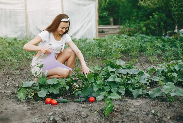 Person tending home vegetable garden