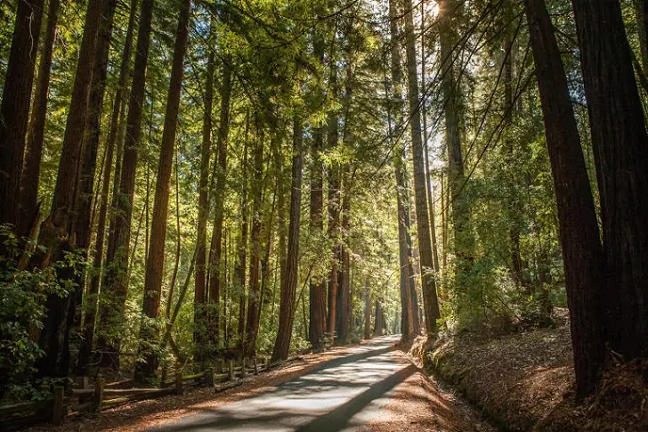 Fun things to do in Santa Cruz.
