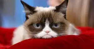 Grumpy Cat  
 Net Worth:  $100 Million