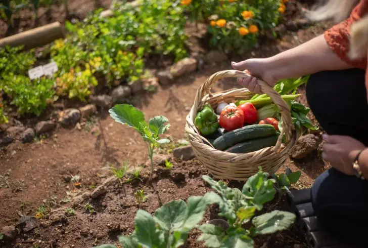 Fresh vegetables in city garden