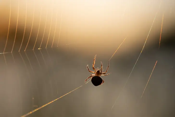 Take a clear photo or capture a spider in a bag for identification