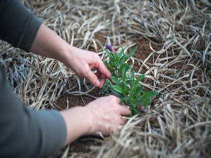 organic gardening