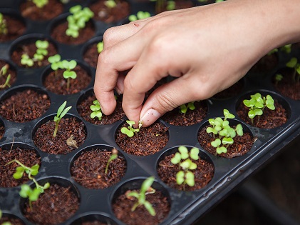 hand planting green